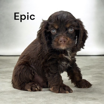 puppy, for, sale, Cocker Spaniel, Joe & Cherri  Overlease, dog, breeder, Miller, MO, dog-breeder, puppy-for-sale, forsale, nearby, find, puppyfind, locator, puppylocator, aca